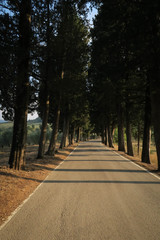 a road lined with trees in the Italian countryside