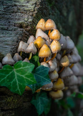 Fairy Inkcap Fungi growing on Tree Stump