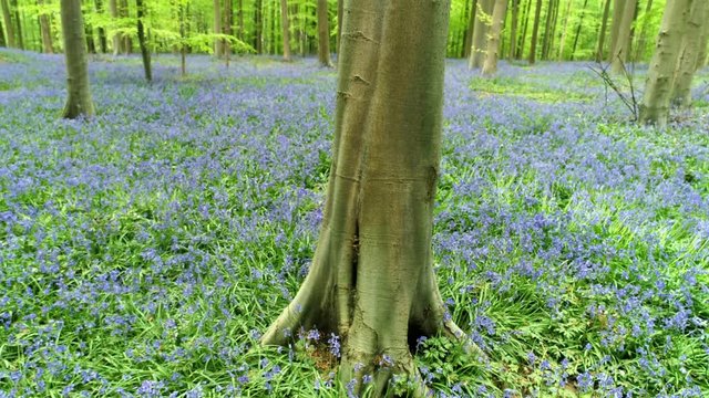 Forest with blooming flowers in spring time. Descending along tree trunk view meadows and blue flowers. Hallerbos, Belgium