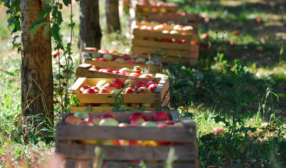 ripe apples in a wood crates,shallow dof