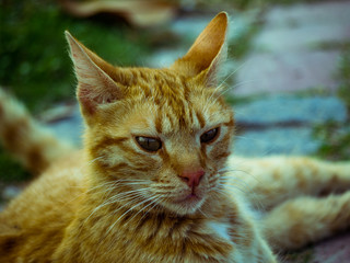 Orange cat pose for the camera