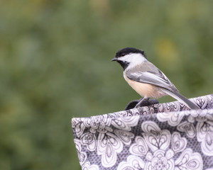 chickadee