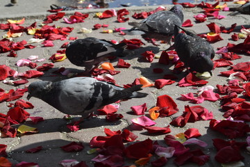 Голуби и лепестки роз