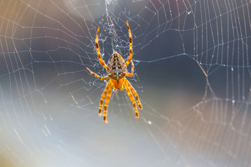 closeup spider on a web