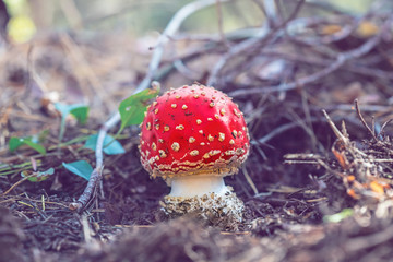 beautiful closeup red flyagaric mushroom growth in the forest