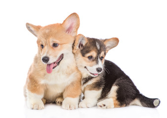 Two cute pembroke welsh corgi puppies together. isolated on white background