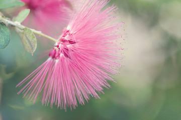 Pink Tropical Flower