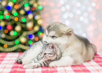 Fototapeta na wymiar Puppy hugs the cat on a background of the Christmas tree
