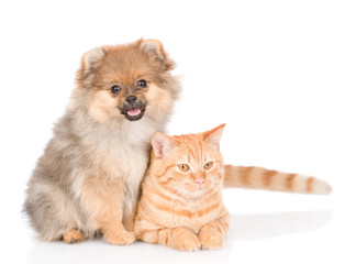 Obraz premium Spitz puppy and and tabby cat together. isolated on white background