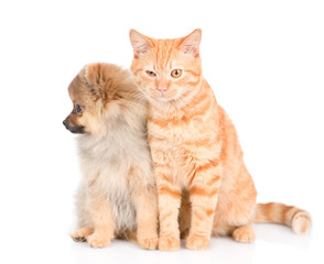 Cute spitz puppy and red cat  together. isolated on white background