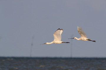 Eurasian or common spoonbill in nature Island Texel,Holland