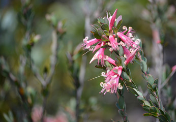 Australian native Pink Five-Corners Flowers, Styphelia triflora, family Ericaceae, growing in heath along the Little Marley Firetrail, Royal Nationa Park, NSW, Australia