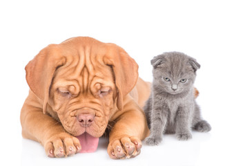 kitten with puppy. isolated on white background