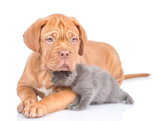 bordeaux puppy dog lying with tiny kitten. isolated on white background