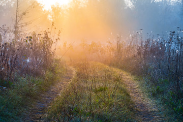 rural forest road  in a mist at the early morning