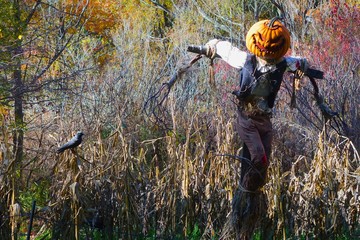 The Bronx, New York, USA: Halloween scarecrow with a carved pumpkin head, white shirt, black vest, and brown pants in a field in the New York Botanical Garden.