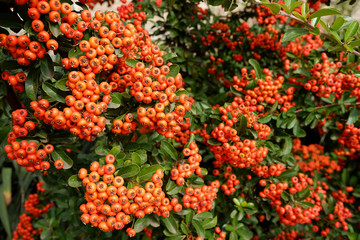 Orange berries Pyracantha. Ornamental evergreen