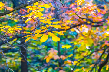 beautiful varicoloured autumn forest