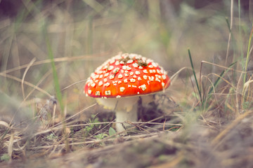 closeup red flyagaric mushroom in a dry grass