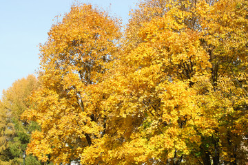 Fototapeta premium autumn