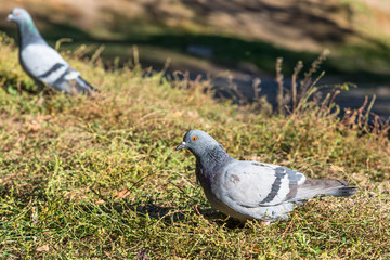 Pigeon close up shot on autumn day in the city park.
