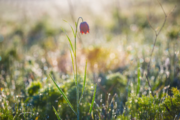 closeup small wild prairie flower in a water drops