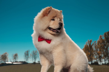 adorable chow chow puppy dog looks back over its shoulder