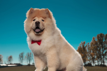 happy furry little chow chow puppy dog wearing red bowtie