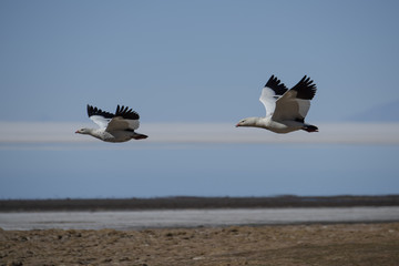 Andean goose