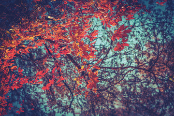 red wild grape tree leaves on sunny day