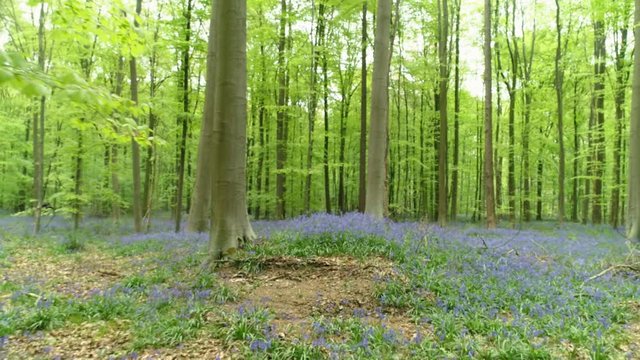 Walking through forest in spring time. Meadows with blooming bluebells in Halle Forest, point of view camera moving among trees. Hallerbos, Belgium