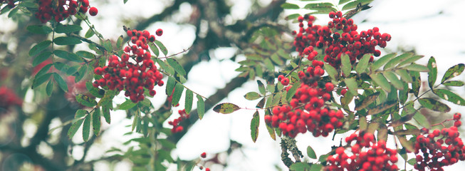 Red rowan berries isolated on white blur background.