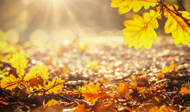 Herbstlicher Waldboden mit bunten Bl&auml;ttern