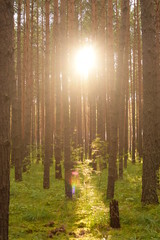 Солнце через деревья