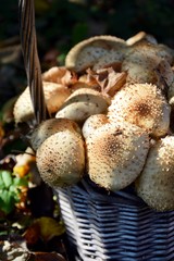 Kosz grzybów