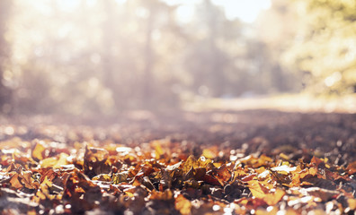Herbstlicher Hintergrund mit Blättern am Waldboden