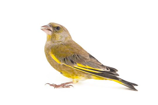 Greenfinch isolated on a white background. Male European Greenfinch (carduelis chloris)
