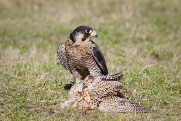 Falconry: the peregrine Falcon with its prey