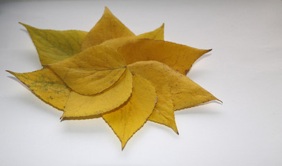 autumn background for text. yellow autumn birch leaves on a white background. Autumn composition of birch leaves for design, advertising, text.