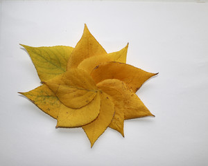 Naklejka premium autumn background for text. yellow autumn birch leaves on a white background. Autumn composition of birch leaves for design, advertising, text.