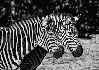 Two young zebras in the zoo. Safari animals