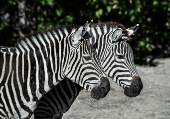 Fototapeta na wymiar Two young zebras in the zoo