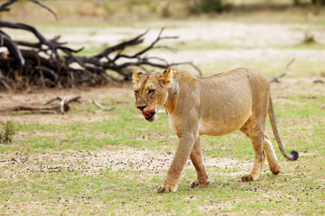 Lioness (Panthera leo krugeri) is walking it the savanna and looking for the rest of the lion pride. African lion in the desert.
