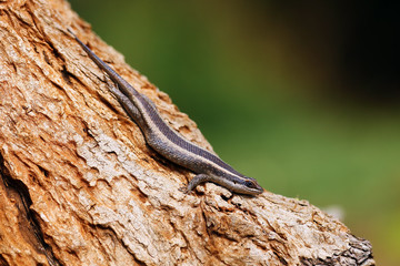 The african striped skink(Trachylepis striata), also the striped skink on the tree trunk.