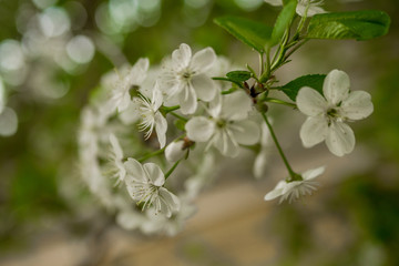 Early spring flowering cherry. Beautiful white flowers.