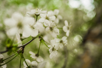 Early spring flowering cherry. Beautiful white flowers.