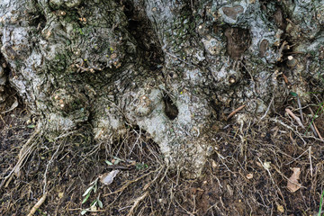 tree root
