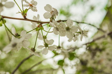 Early spring flowering cherry. Beautiful white flowers.