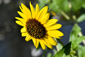 Girasol