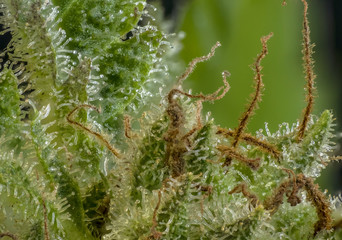 marihuana resin macro